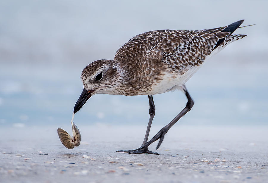 Shorebird Photograph by Lynn Wiezycki - Fine Art America