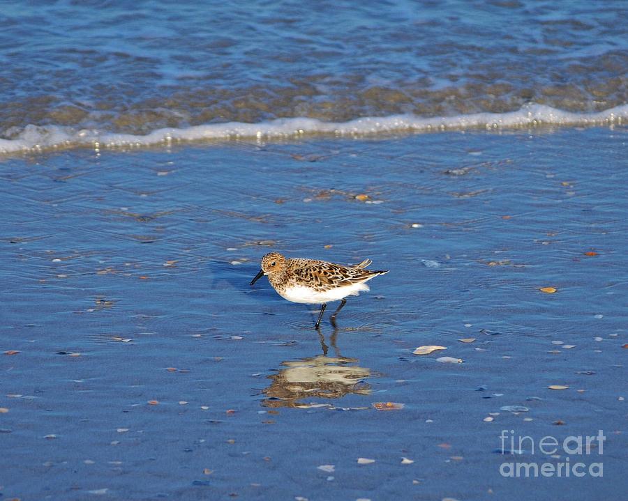 Shorebird Reflection Photograph by Bob Sample