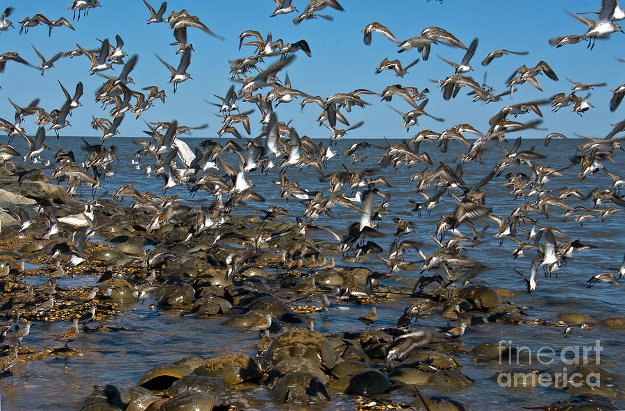 Shorebirds And Horseshoe Crabs Photograph by Mark Newman