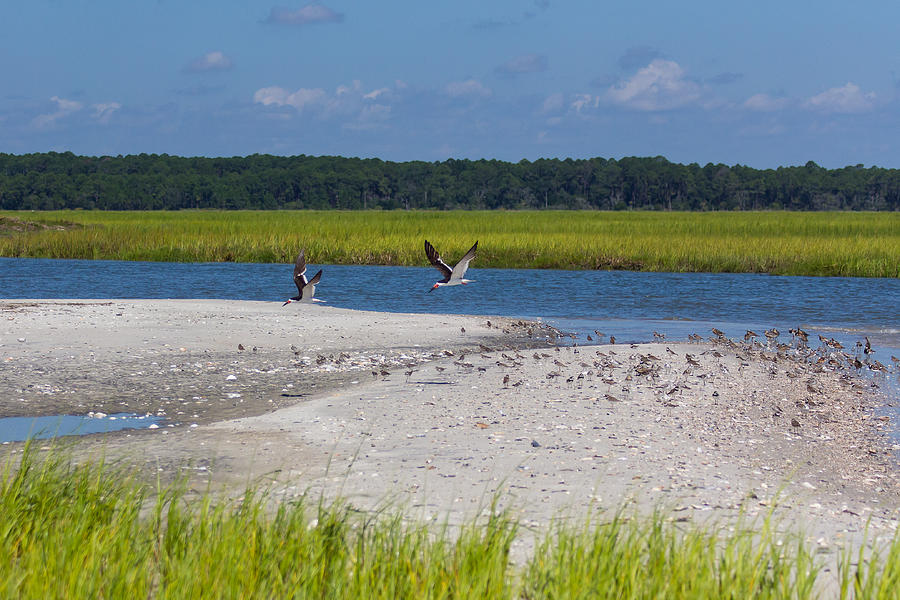 Shorebirds and Marsh Grass Photograph by Patricia Schaefer