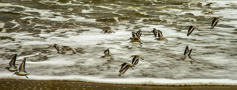 Shorebirds At Duck Photograph by John Harding