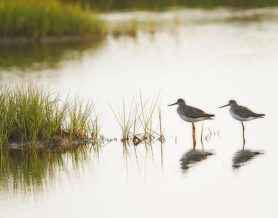 Shorebirds at Dusk Photograph by John Vose