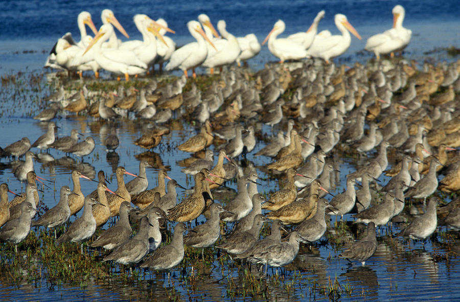 Nature Photograph - Shorebirds, California by Richard Hansen