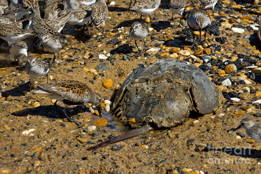 Shorebirds Eating Horseshoe Crab Eggs Photograph by Mark Newman