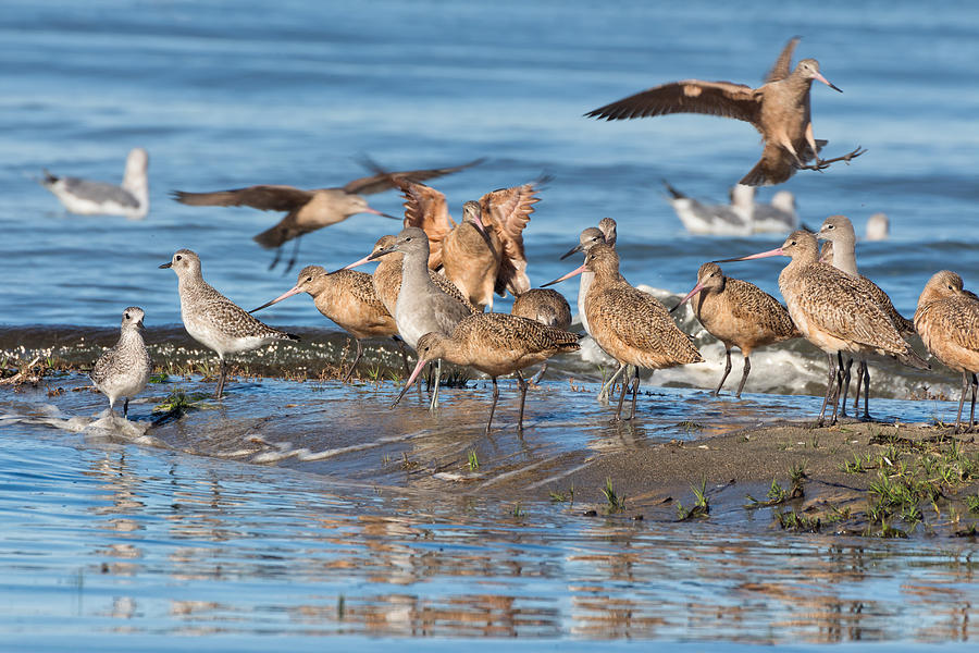 Shorebirds Flocking at Bodega Bay Photograph by Kathleen Bishop