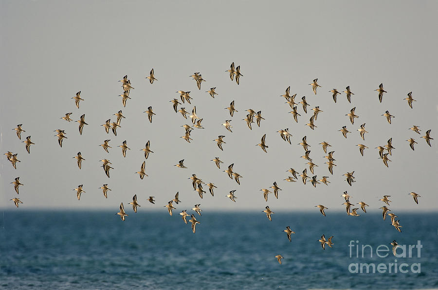 Animal Photograph - Shorebirds Flying by Anthony Mercieca