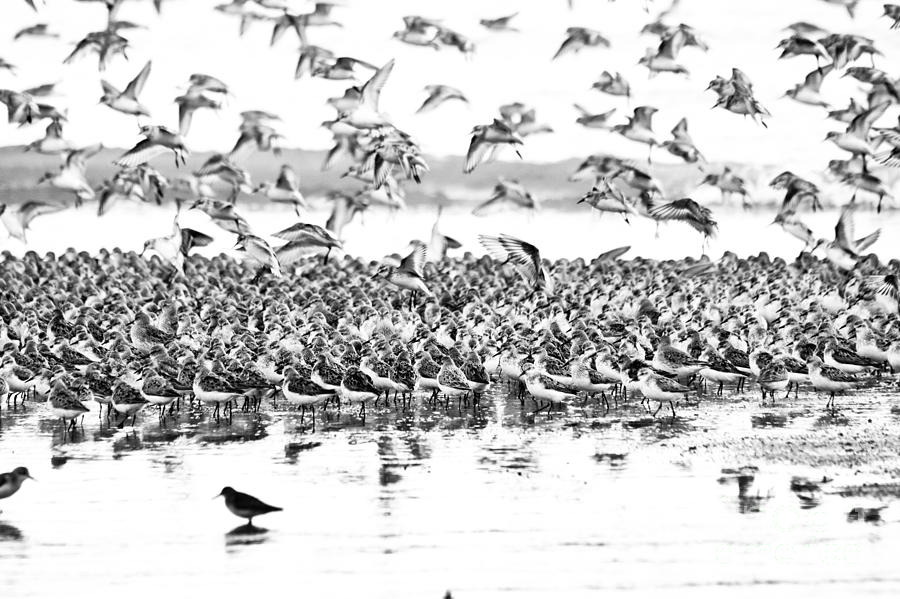 Shorebirds in Black and White Photograph by Cheryl Baxter