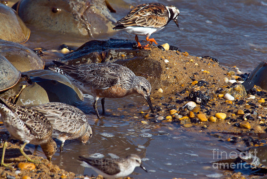 Shorebirds Photograph by Mark Newman