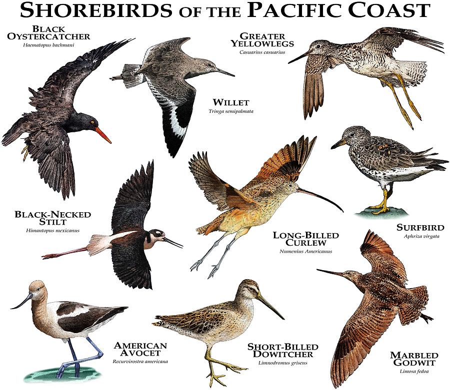 Shorebirds Of The Pacific Coast Photograph by Roger Hall