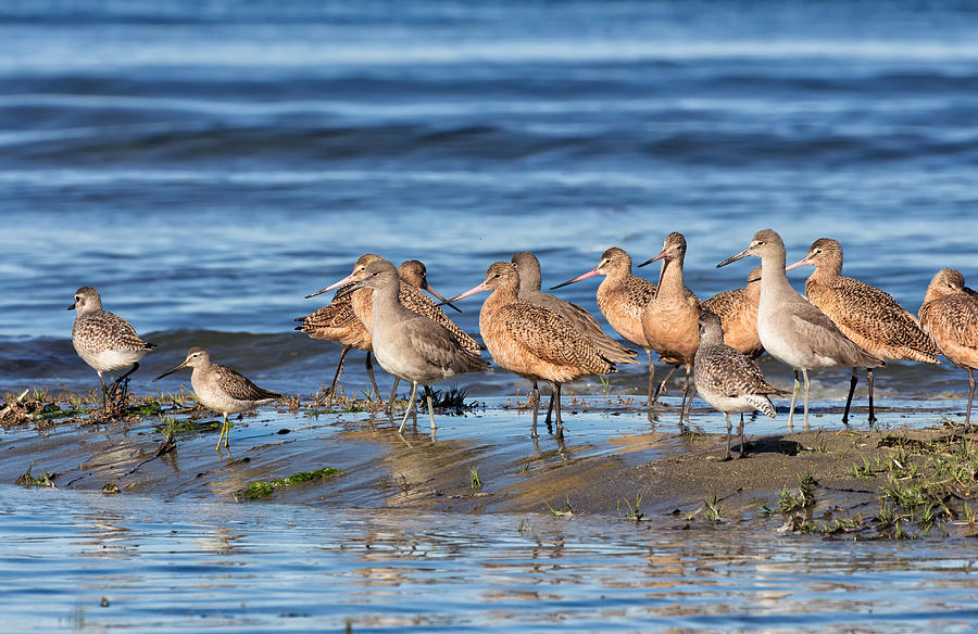Shorebirds on Bodega Bay Photograph by Kathleen Bishop