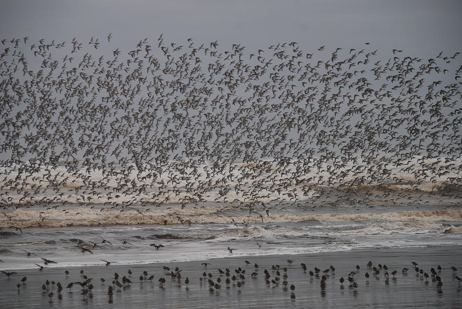 Shorebirds Take Flight Photograph by Michael Merry
