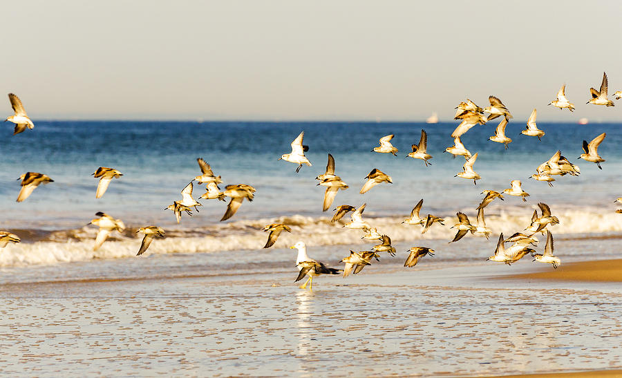 Bird Photograph - Shorebirds Take to the Air by Maureen E Ritter
