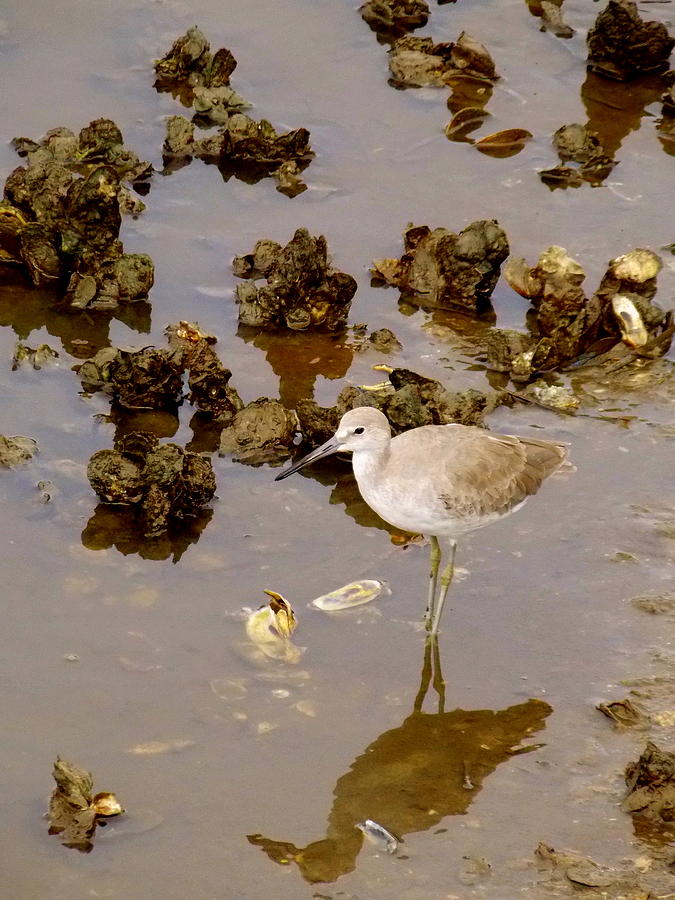 Shoreline Bird and Oysters Photograph by Sheri McLeroy