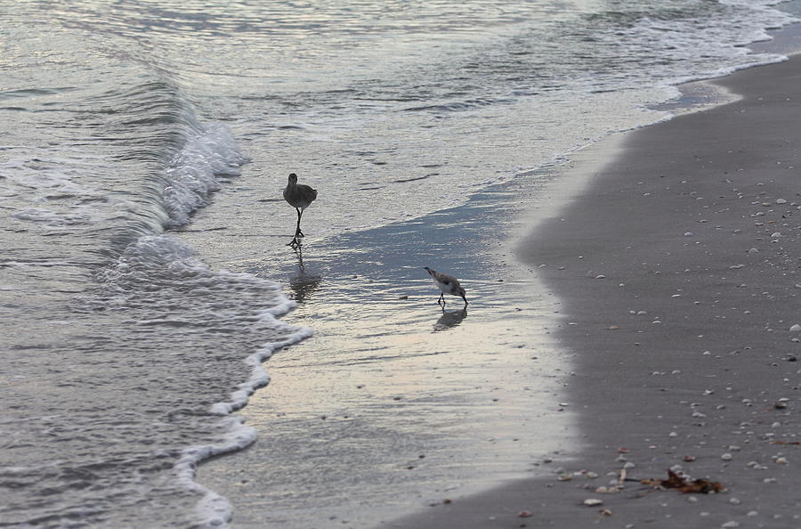 Shoreline Birds Photograph by Katherine White
