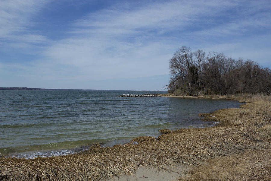 Beach Photograph - Shoreline on the Patuxent River #2 by Terry Thomas
