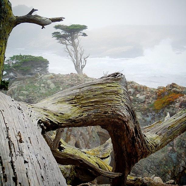 Tree Photograph - Shoreline by Sherri Elliott