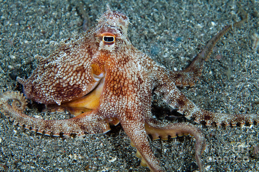 Short-armed Sand Octopus Photograph by David Fleetham | Fine Art America