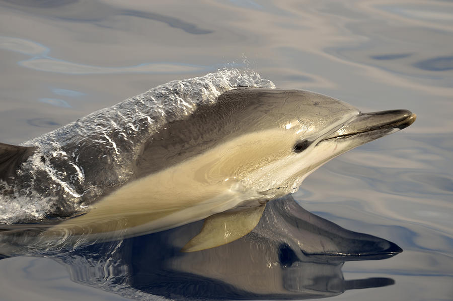 Short-beaked Common Dolphin Azores Photograph by Malcolm Schuyl