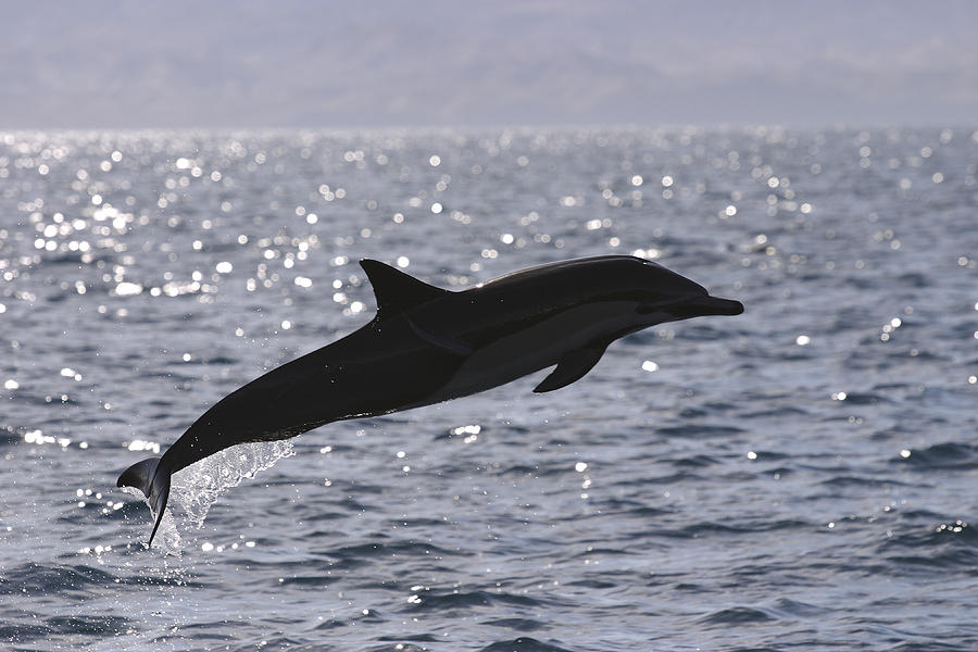 Short-beaked Common Dolphin Leaping Sea Photograph by Hiroya Minakuchi
