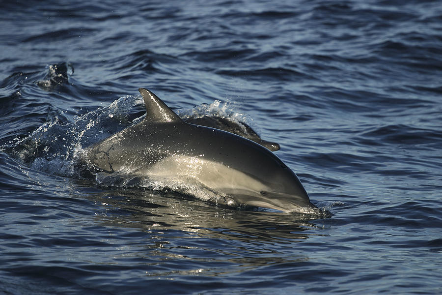 Short-beaked Common Dolphin Sea Photograph by Hiroya Minakuchi