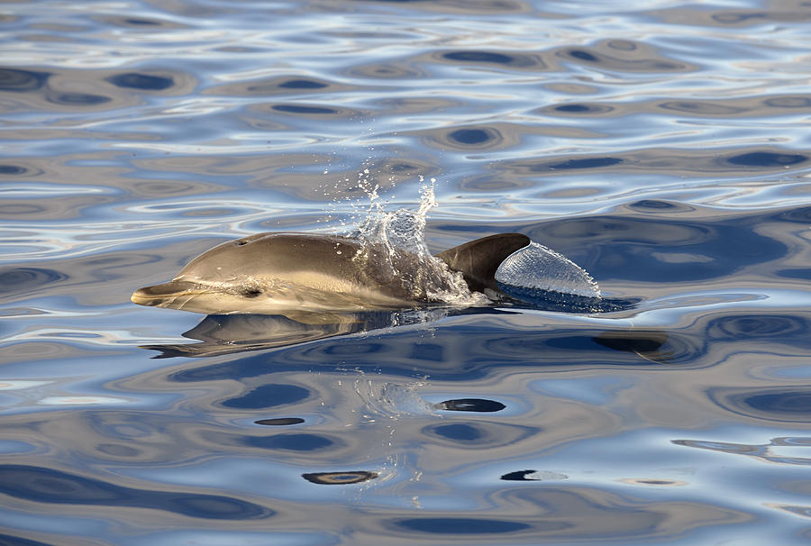 Short-beaked Common Dolphins Azores Photograph by Malcolm Schuyl