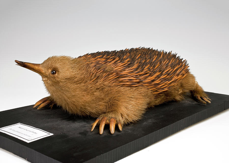 Short-beaked Echidna Photograph by Ucl, Grant Museum Of Zoology - Pixels