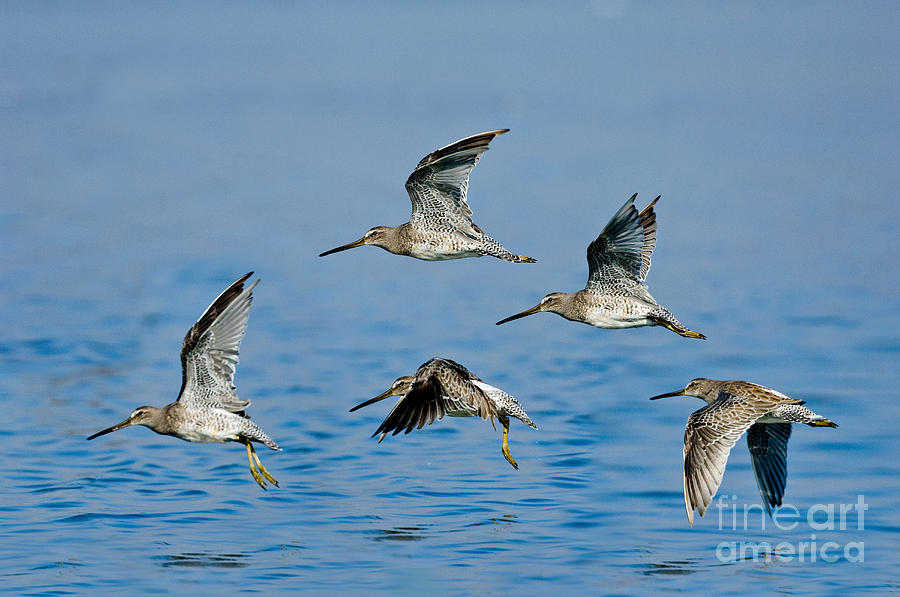 Bird Photograph - Short-billed Dowitchers In Flight by Anthony Mercieca