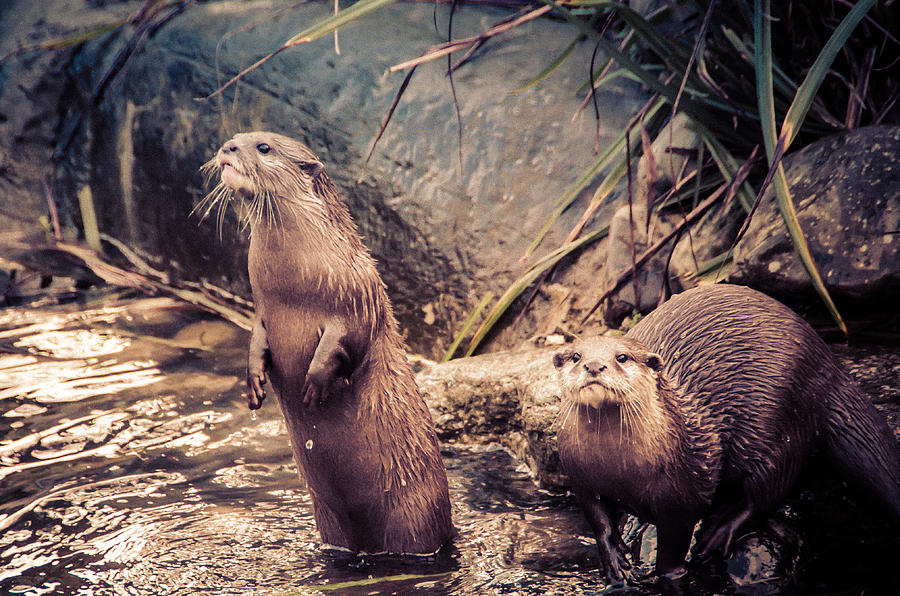 Short Clawed Otter Photograph