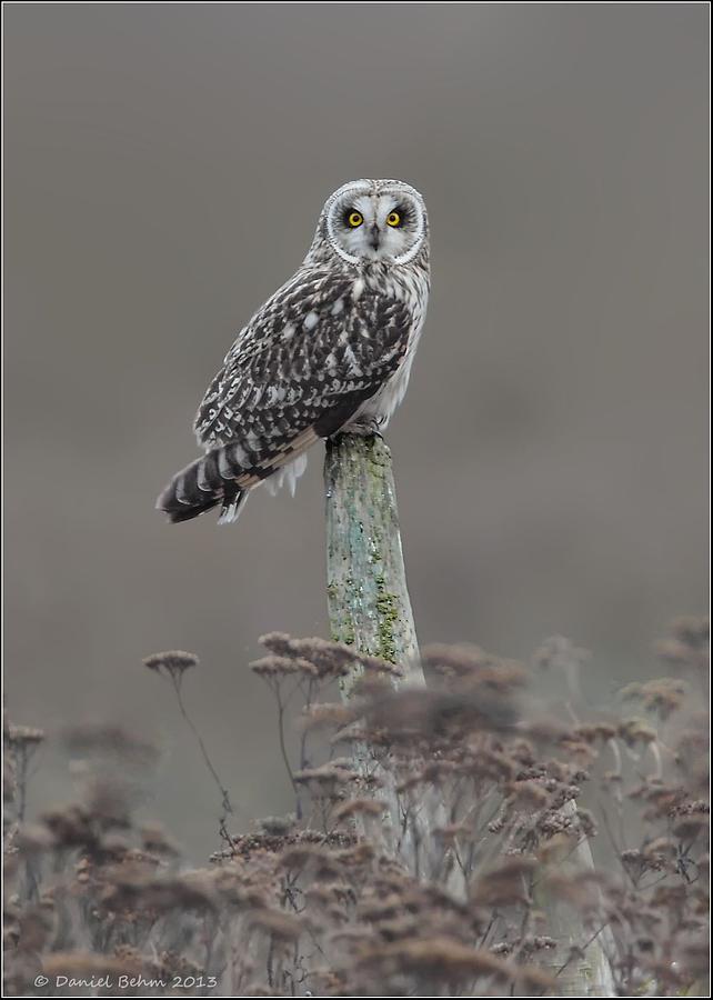 Short Ear Owl Photograph by Daniel Behm
