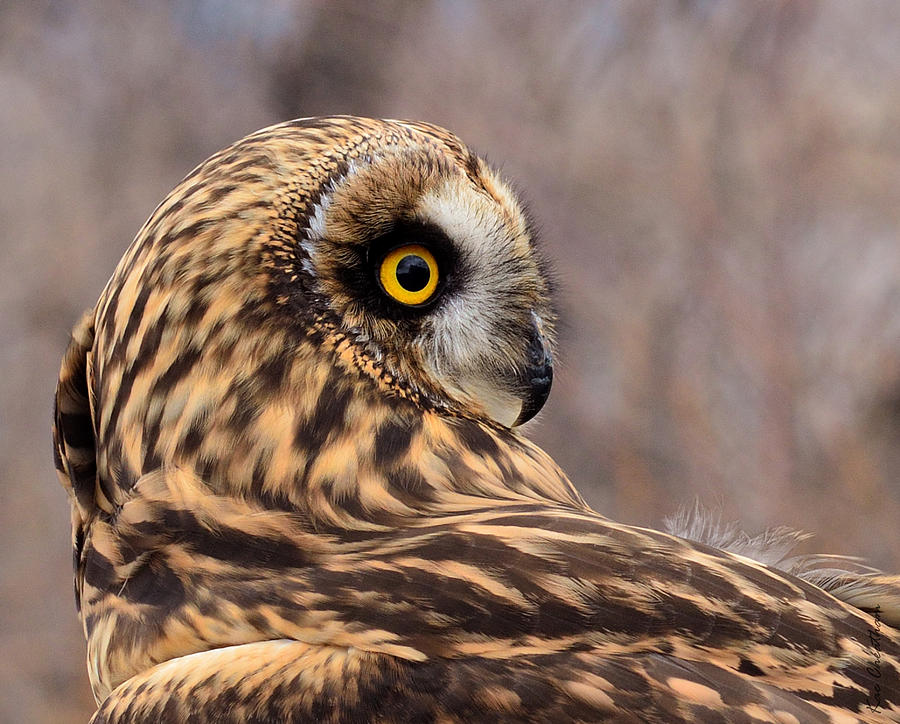 Short-eared Owl 1 Photograph by Kae Cheatham