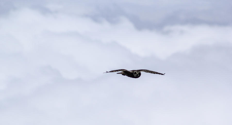 Short Eared Owl Above the Clouds Photograph by Brad Scott
