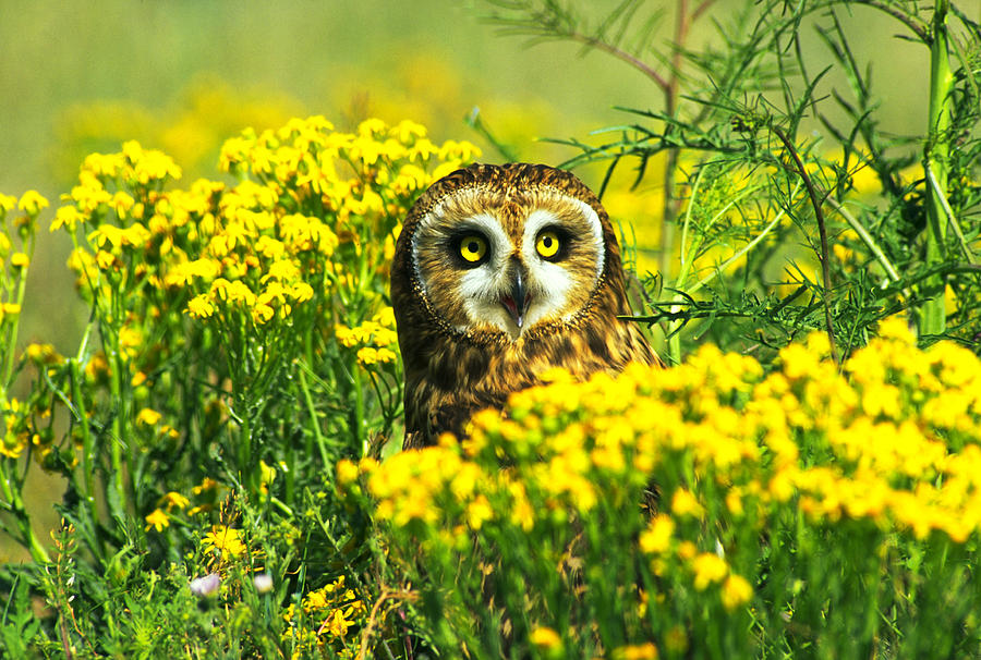 Flower Photograph - Short-eared Owl Amongst Wildflowers by Thomas And Pat Leeson