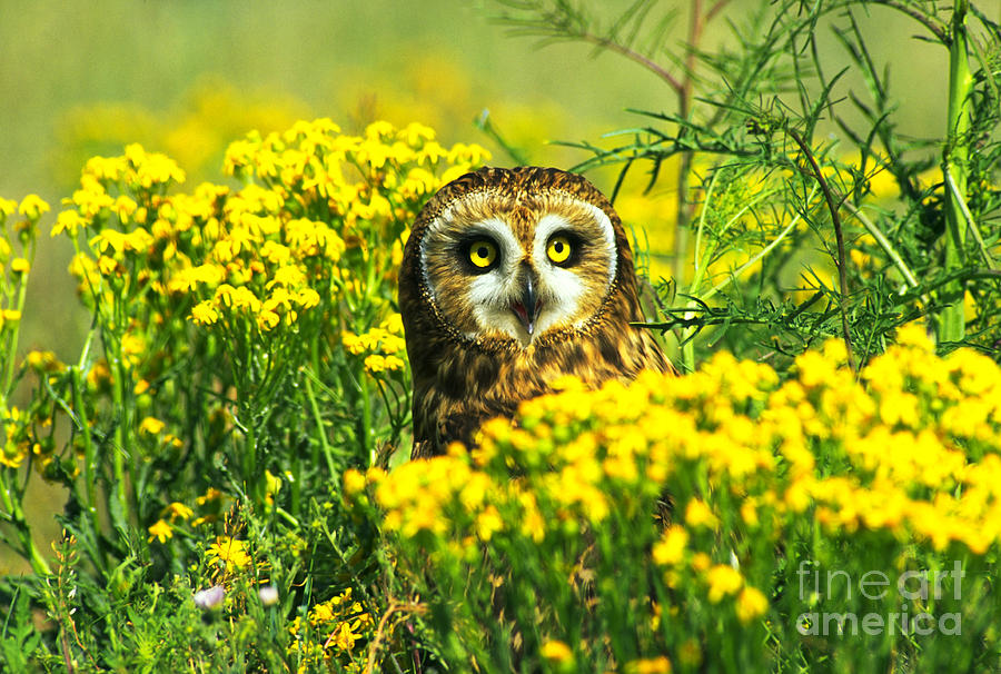 Short-eared Owl Amongst Wildflowers #2 Photograph by Tom and Pat Leeson