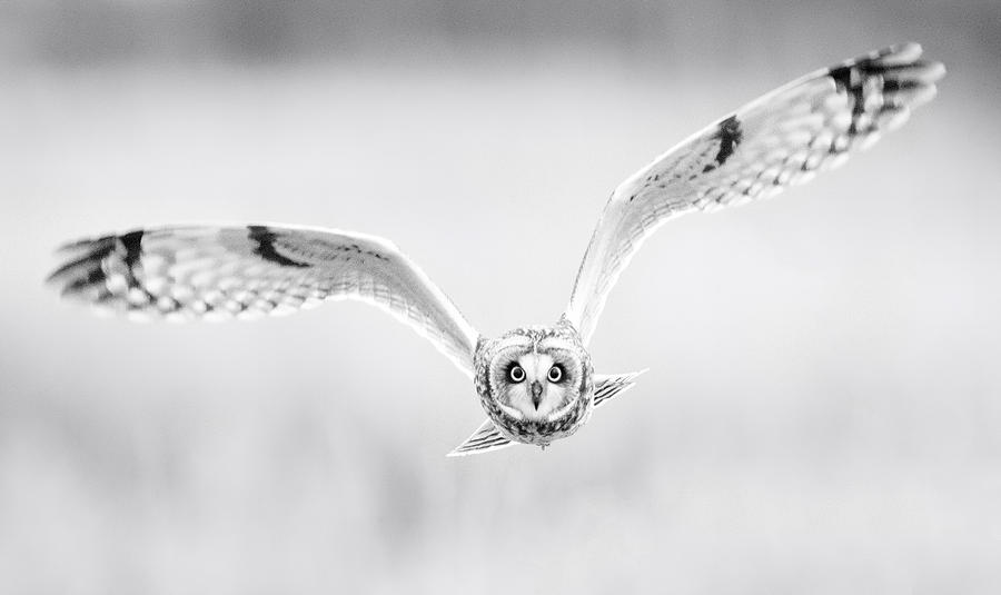 Short-Eared Owl Approach Photograph by Max Waugh
