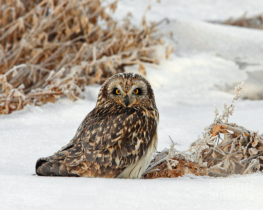 Short Eared Owl Photograph by Bill Singleton