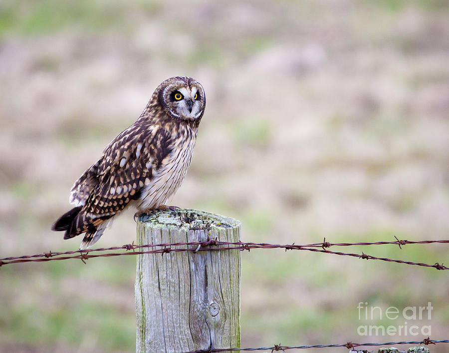 Owl Photograph - Short Eared Owl Boundary Bay by Chris Dutton