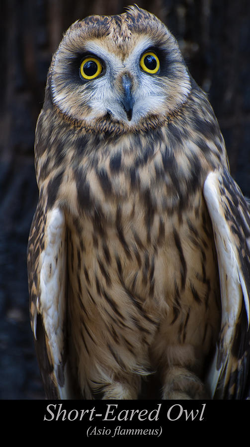 Short Eared Owl Digital Art - Short Eared Owl by Flees Photos