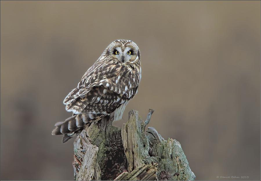 Short Eared Owl Photograph by Daniel Behm