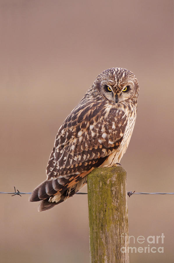 Short-eared Owl Photograph by Des Ong FLPA