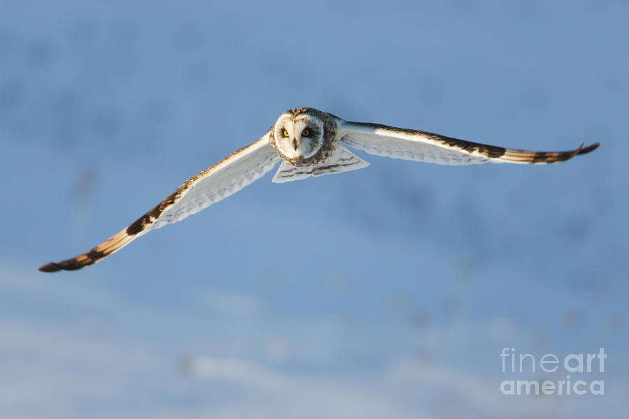 Short-eared Owl Flying I Photograph by Clarence Holmes