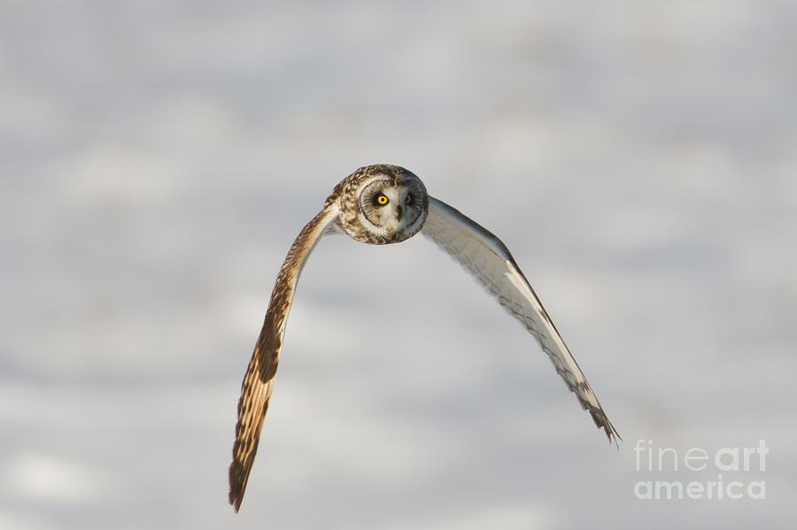 Short-eared Owl Flying II Photograph by Clarence Holmes