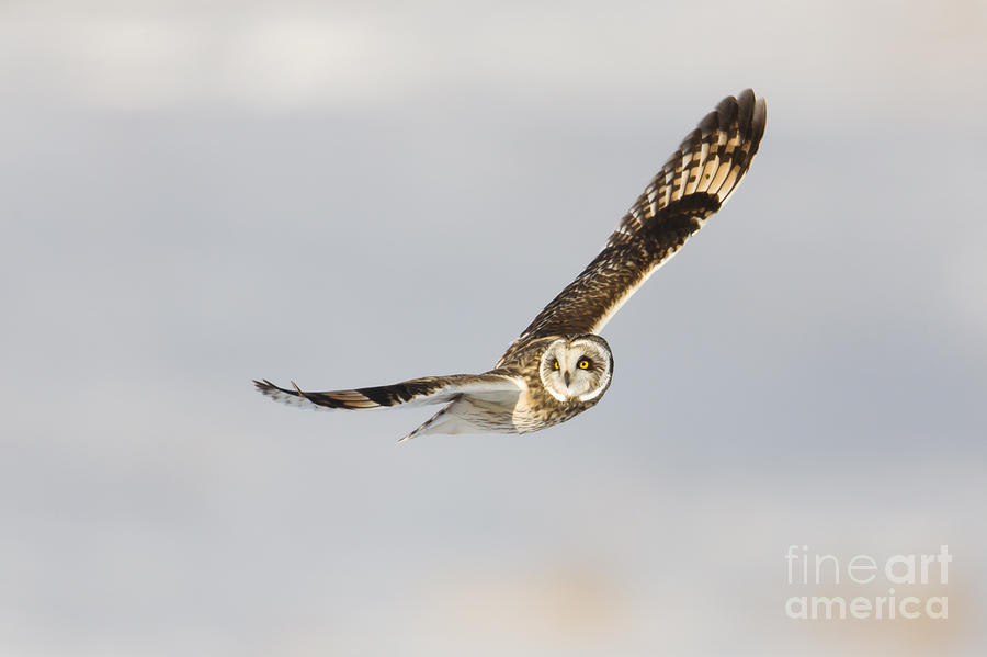 Short-eared Owl Flying III Photograph by Clarence Holmes