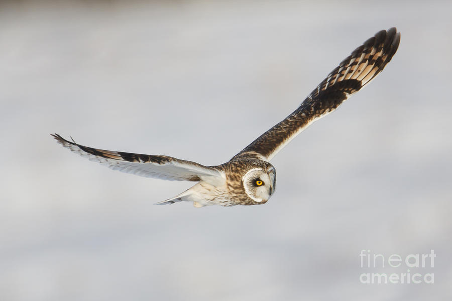 Short-eared Owl Flying IV Photograph by Clarence Holmes