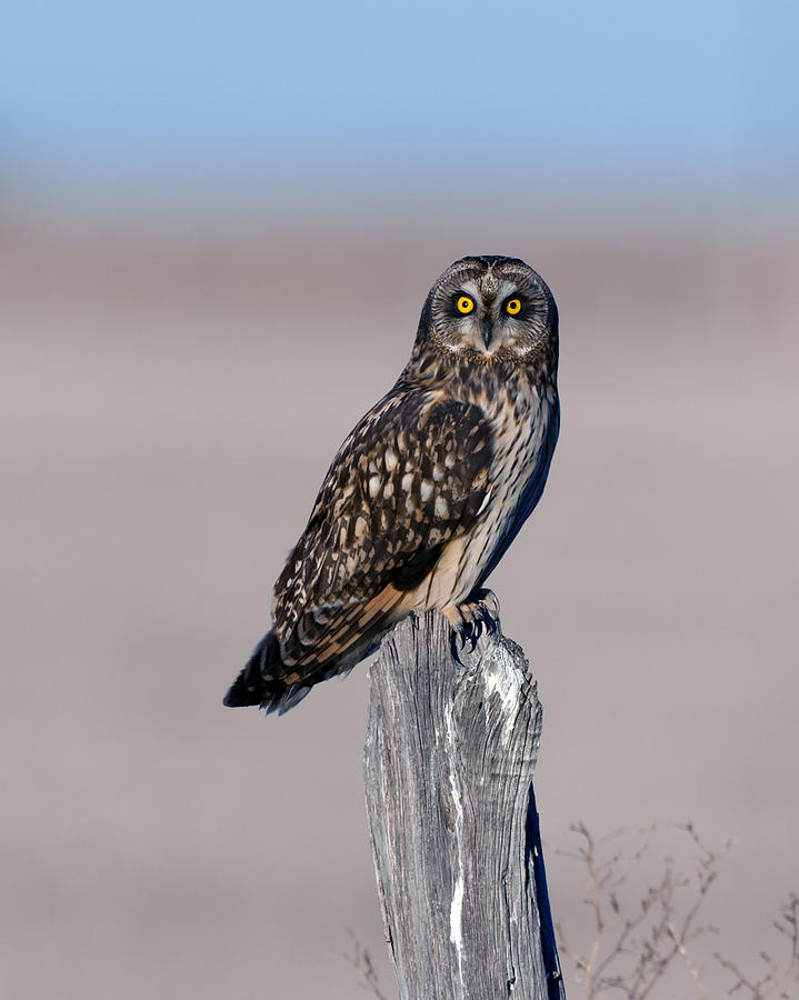 Short Eared Owl Photograph by Gary Langley