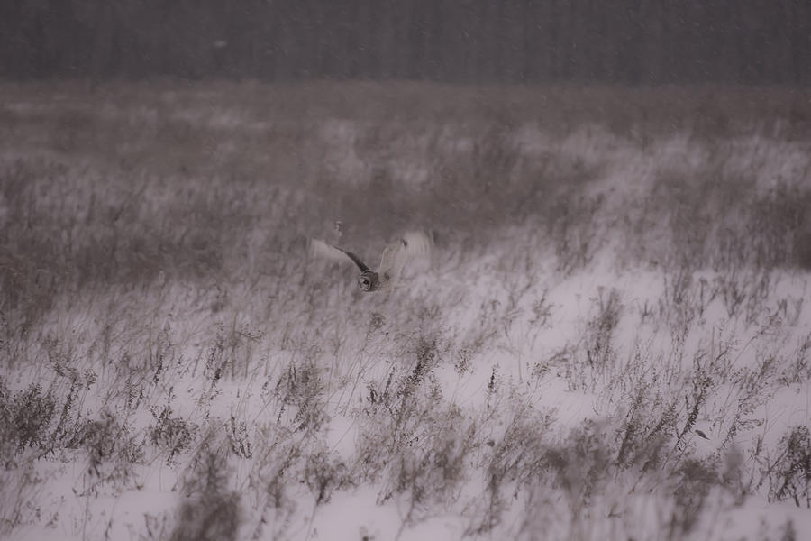 Short Eared Owl Hunting 2 Photograph by Tracy Winter