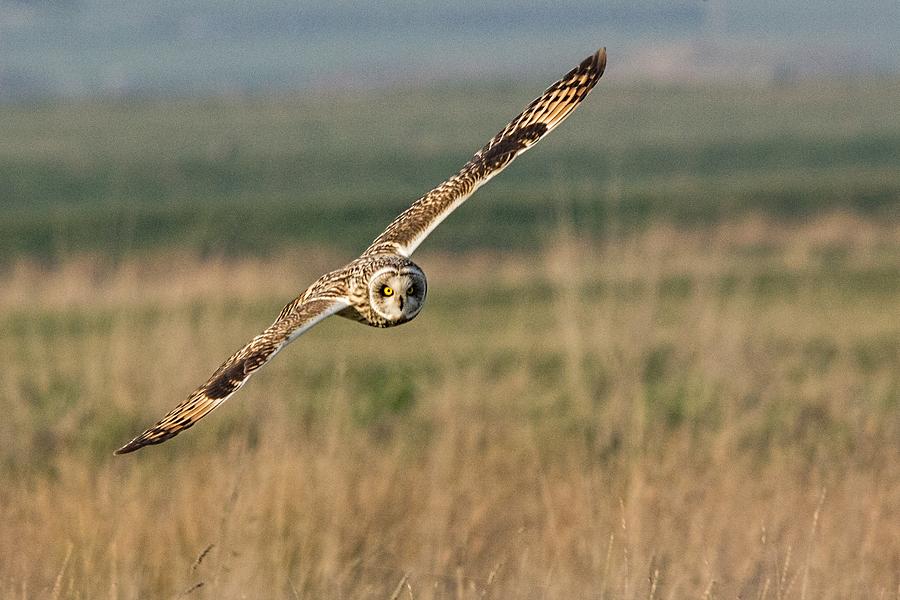 Owl Photograph - Short Eared Owl by Ian Hufton