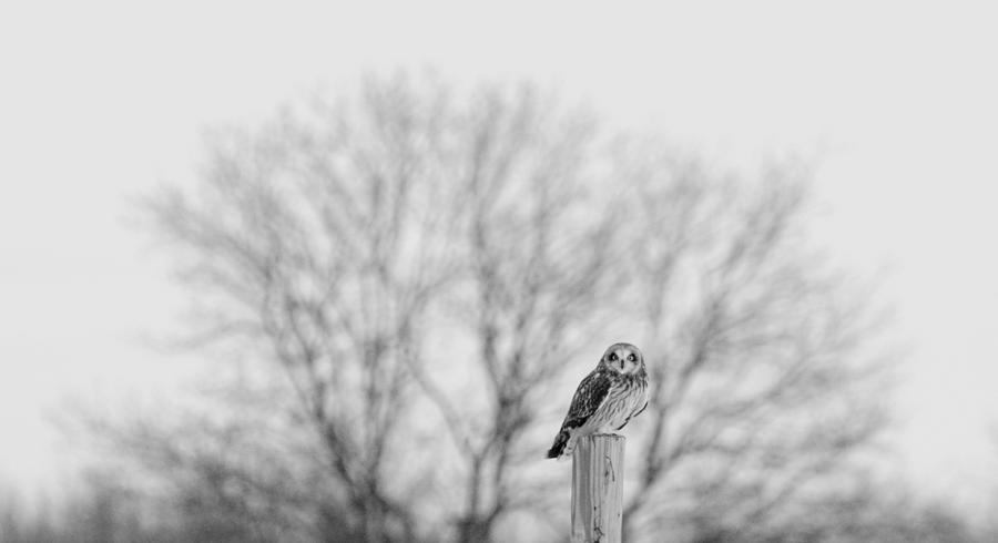 Short-eared owl in black and white Photograph by Tracy Winter