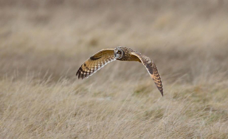 Short-Eared Owl in flight Photograph by Kathy King