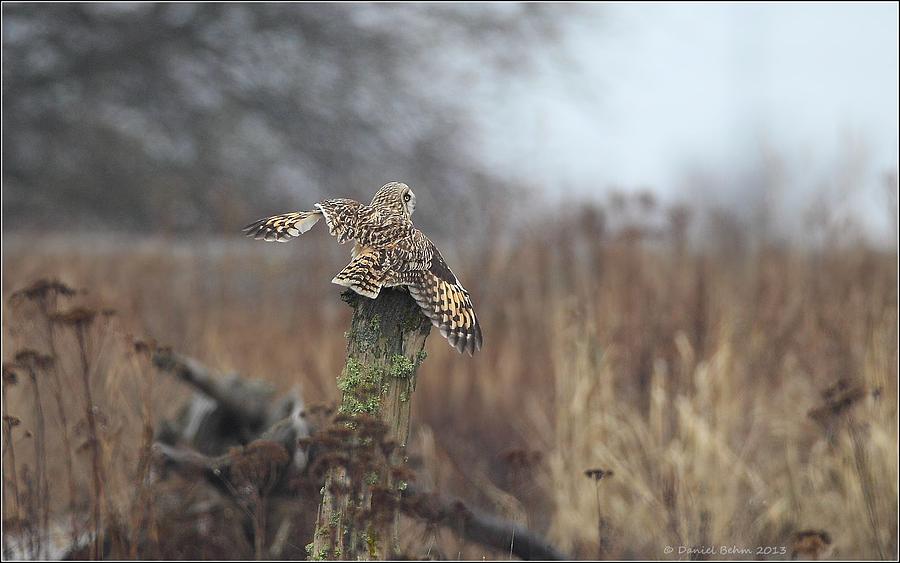 Short Eared Owl in habitat Photograph by Daniel Behm