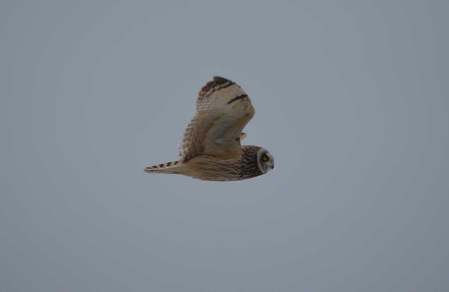 Short-eared Owl Photograph by James Petersen